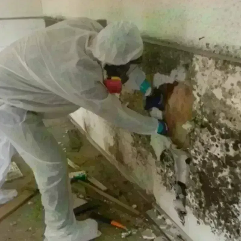 Mold Remediation and Removal in New Port Richey East, FL